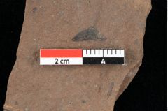 Foto (Detailansicht) von Glyptostrobus europaeus Brongniart (NHMW-GEO-2024-0188-0163)